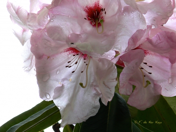 Bois des Moutiers (35) Mai 2012